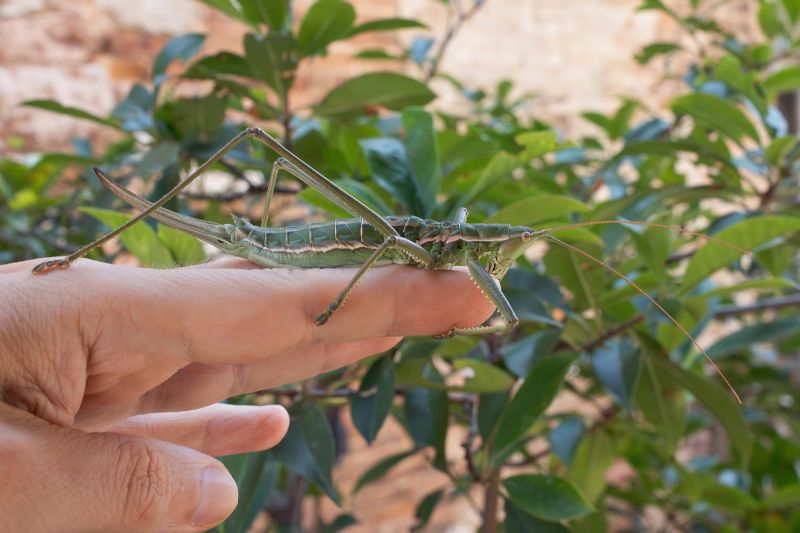 Tettigoniidae - Saga pedo